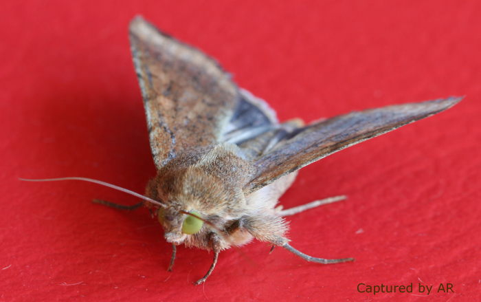 Heliothis peltigera