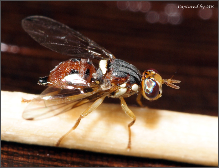 Bactrocera oleae (mosca delle olive)