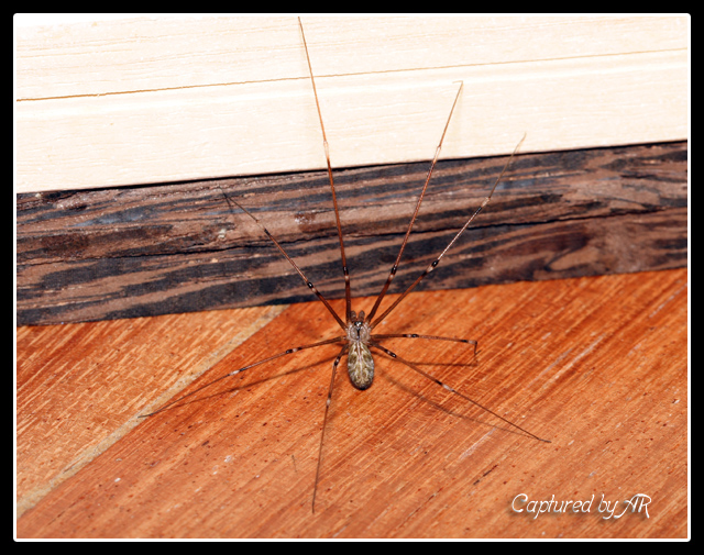 Pholcus-phalangioides ?(no. Holochnemus pluchei)