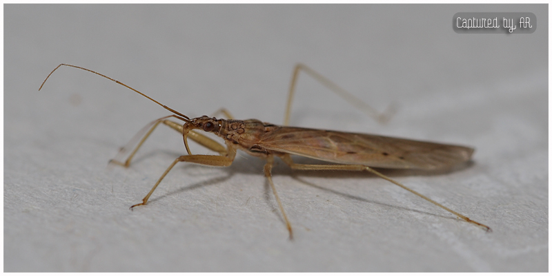 Nabis capsiformis (Nabidae): specie predatrice