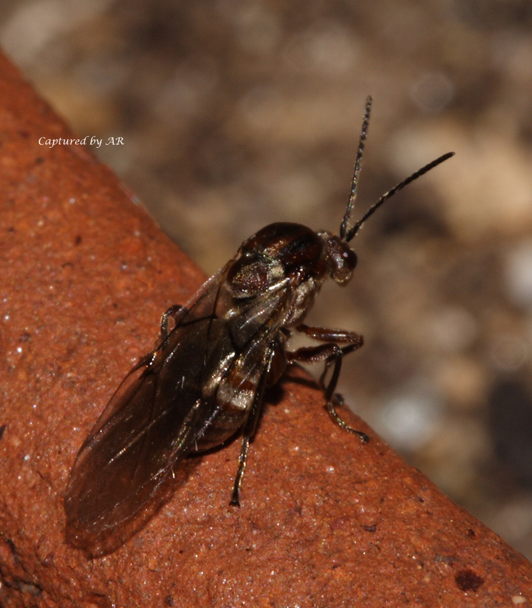 Andricus quercuscalicis