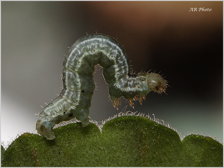 Identificazione bruchi