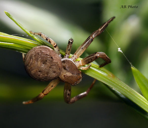 Xysticus sp. da Genova