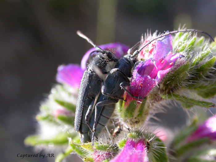 Cerambicide: Phytoecia coerulescens