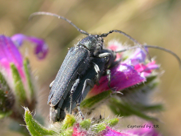 Cerambicide: Phytoecia coerulescens