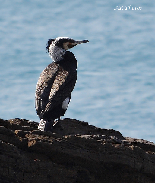 cormorano?