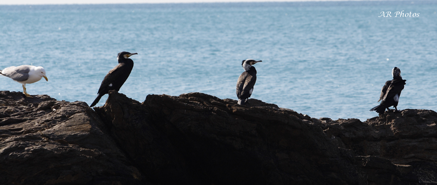cormorano?
