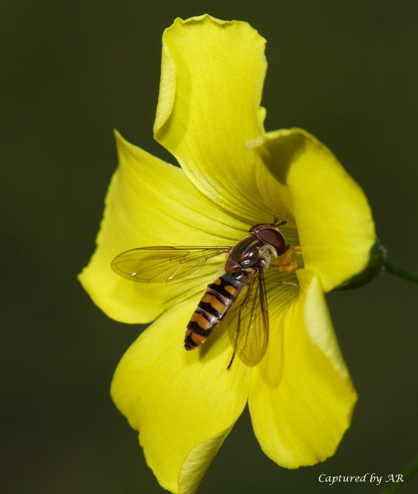 scatto primaverile: Episyrphus balteatus (Syrphidae)