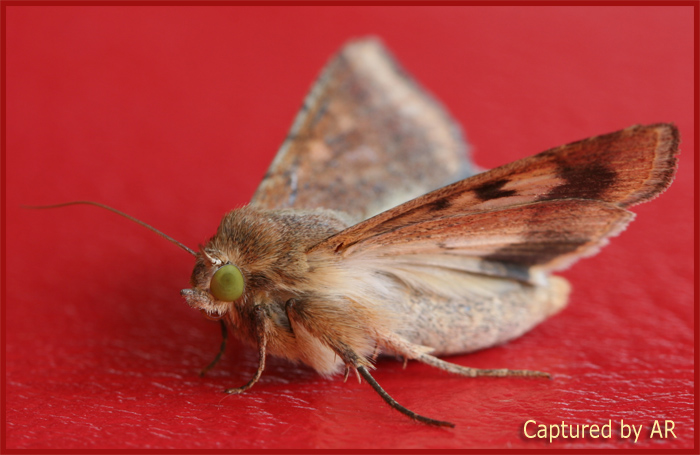 Heliothis peltigera