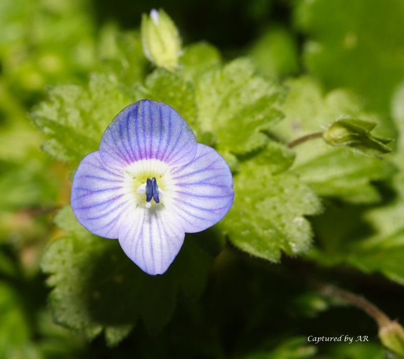 Fiorellino azzurro (Veronica sp.)