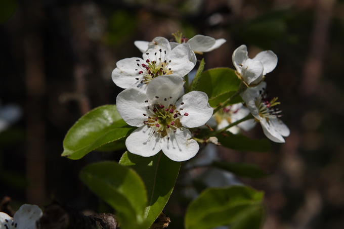 La differenza - Prunus sp. e  Pyrus sp.