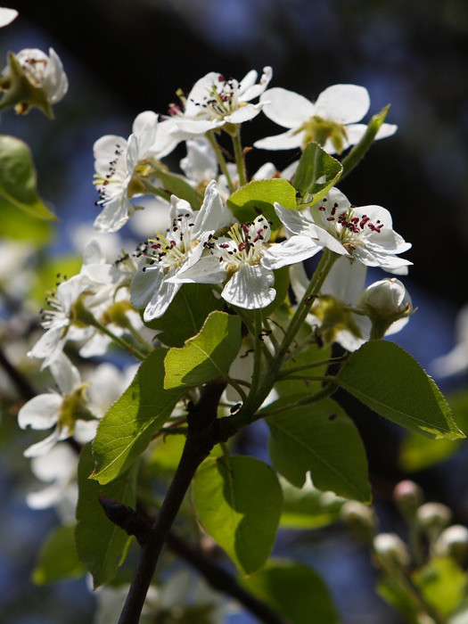 La differenza - Prunus sp. e  Pyrus sp.