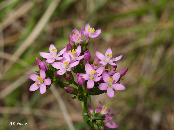 Centaurium erythraea / Centauro maggiore