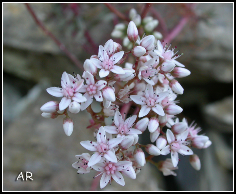 Sedum  album / Borracina bianca