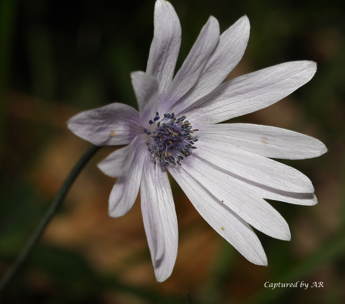 Alcuni scatti - Anemone hortensis
