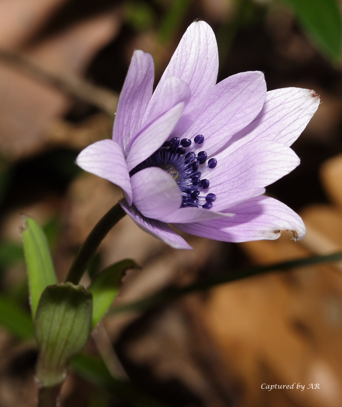 Alcuni scatti - Anemone hortensis