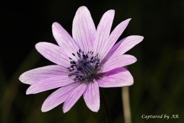 Accenni di primavera