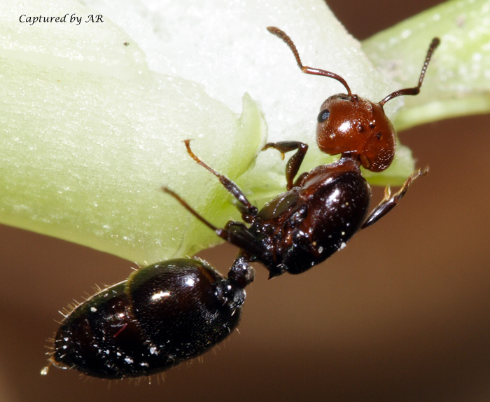 Crematogaster scutellaris