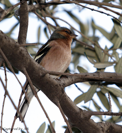 Fringuello Fringilla coelebs