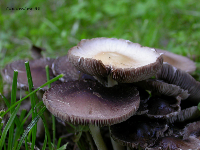 fungo autunnale