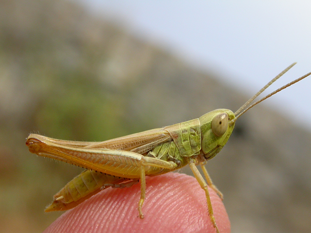 Euchorthippus declivus (Orthoptera, Acrididae Gomphocerinae)