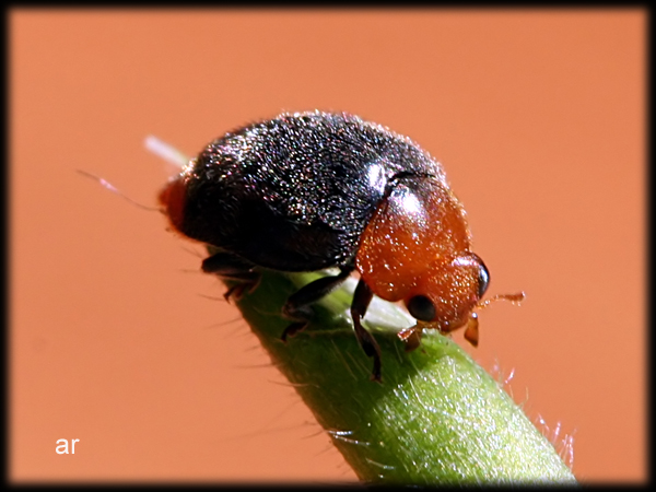 Cryptolaemus montrouzieri, Coccinellidae