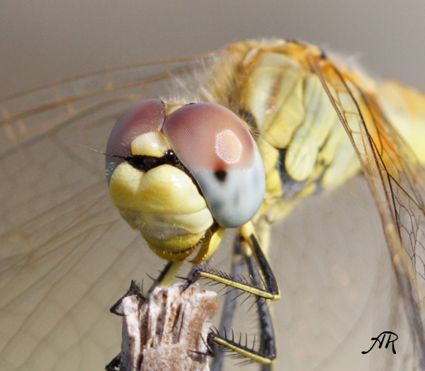 libellula