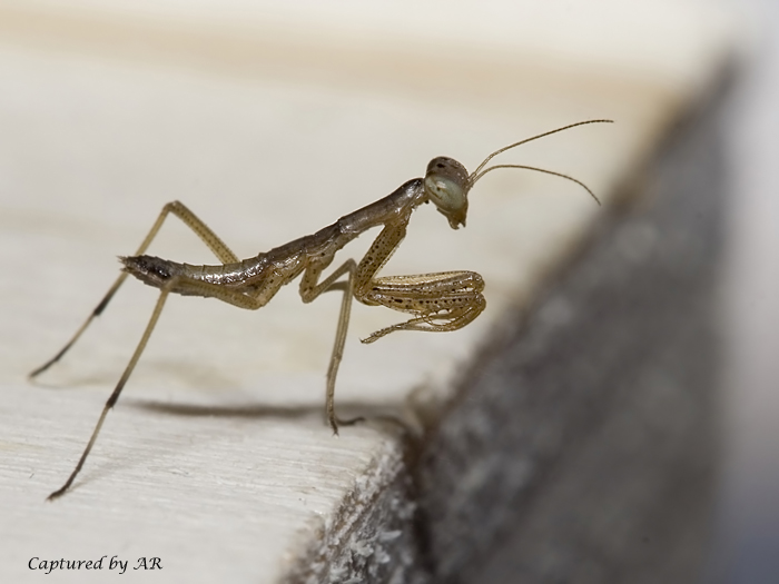 Piccola ma aggressiva