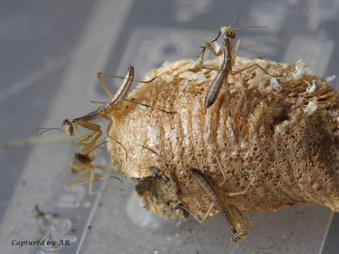 Giovani di Mantis religiosa
