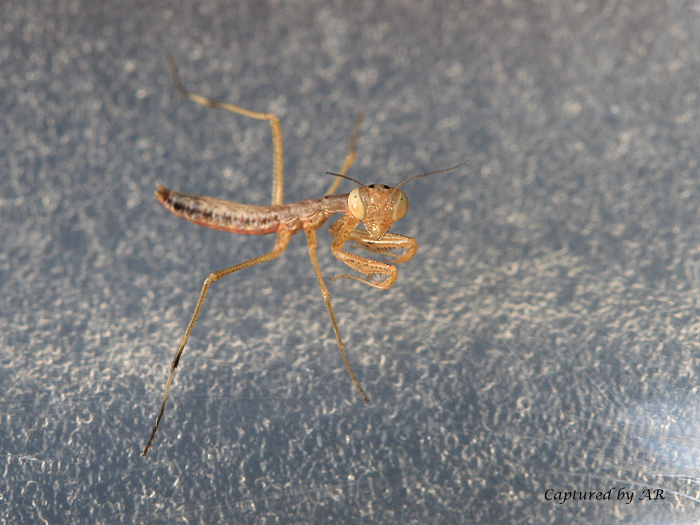 Giovani di Mantis religiosa