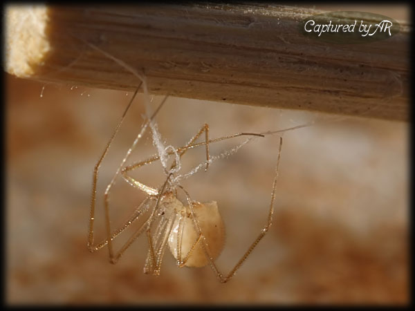 Spermophora e maschio di Steatoda triangulosa
