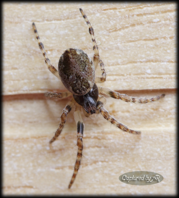 Ragno sconosciuto (giovane Araneidae?)
