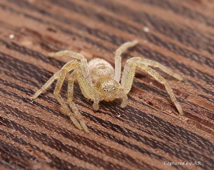 Philodromidae