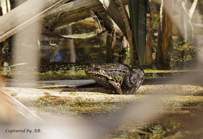Pelophylax sp. (prov. TO)