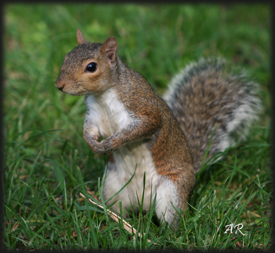 Sciurus carolinensis - Nervi (GE)