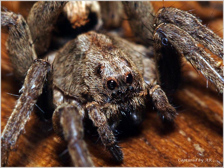 Ragno sotto un sasso (Lycosidae - Alopecosa?)