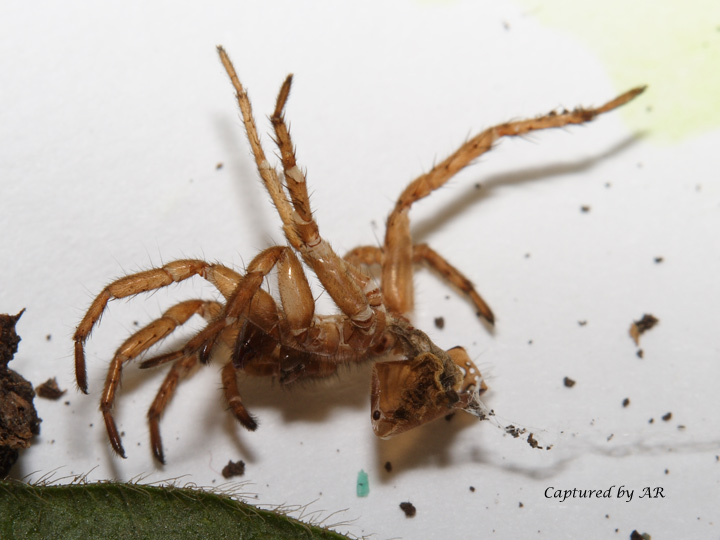 Ragno sotto un sasso (Lycosidae - Alopecosa?)