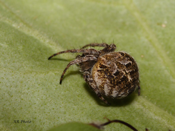 Agalenatea redii