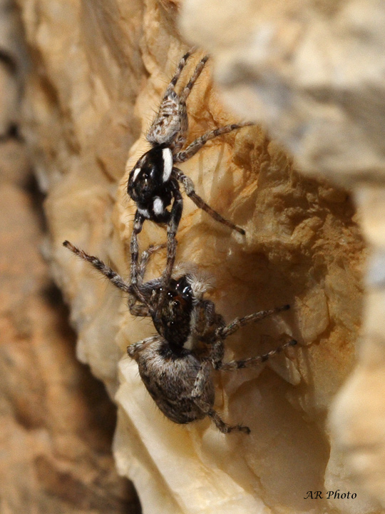 testa a testa (corteggiamento Menemerus semilimbatus)