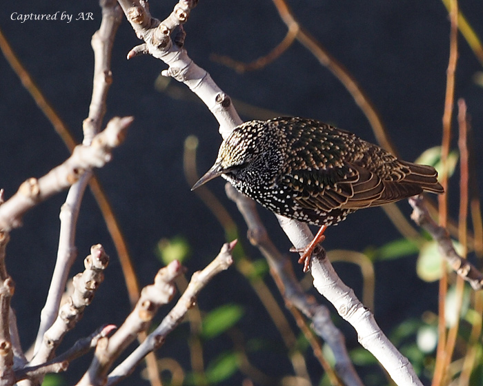 Storno - Sturnus vulgaris