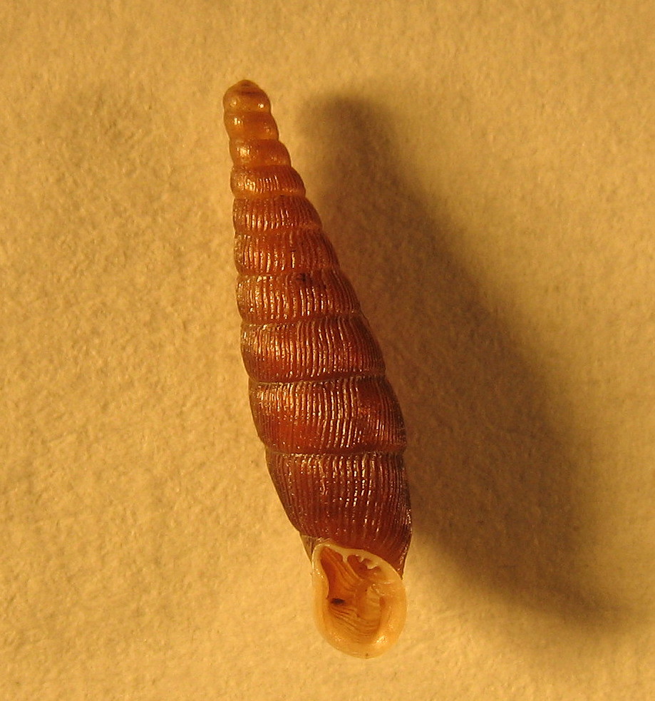 Clausilia (Clausilia) cruciata