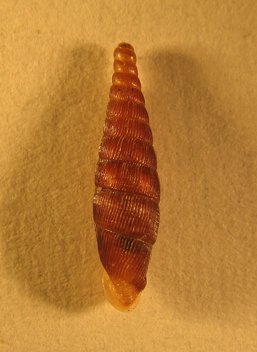 Clausilia (Clausilia) cruciata