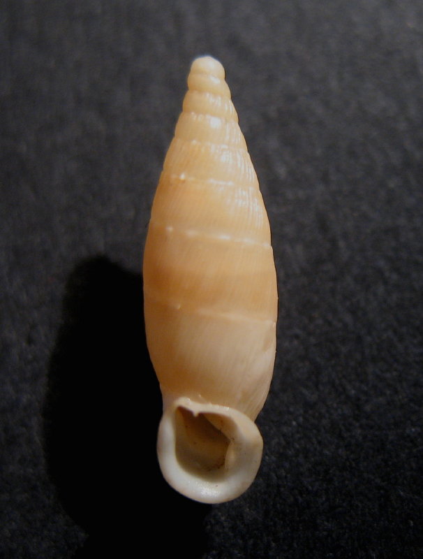 Papillifera cf. papillaris