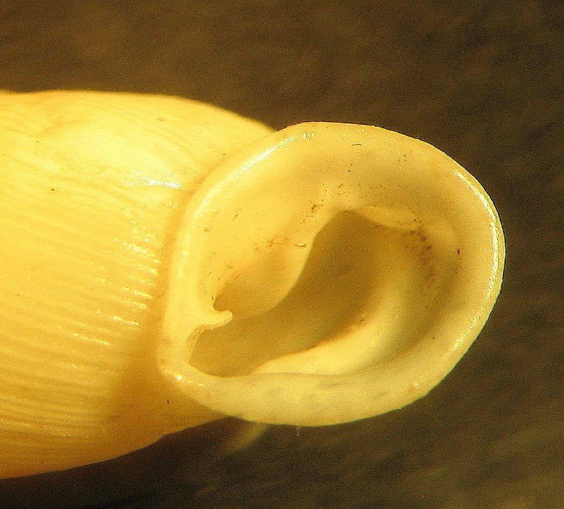 Papillifera cf. papillaris