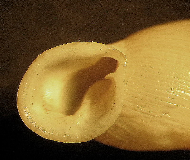 Papillifera cf. papillaris