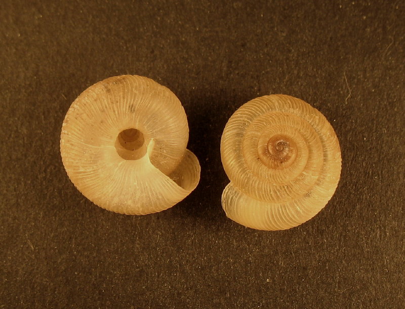 Pleurodiscus balmei (Potiez & Michaud, 1838)