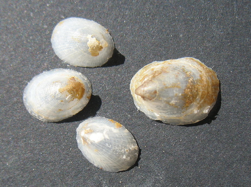 Ancylus cf. fluviatilis