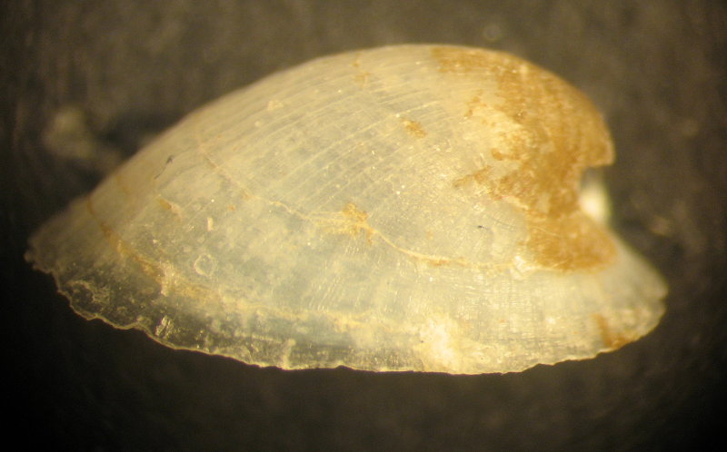 Ancylus cf. fluviatilis