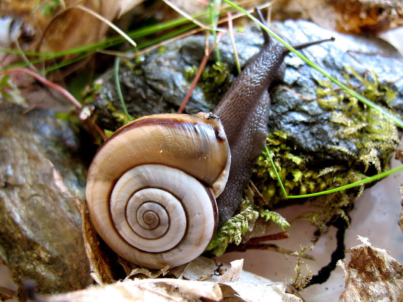 Chilostoma (Chilostoma) cingulatum apuanum (Issel, 1866)