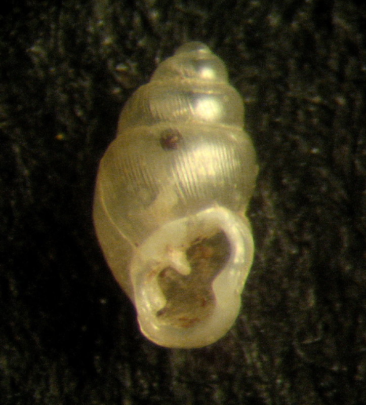 Carychium  tridentatum e Carychium minimum